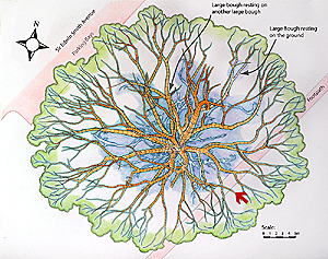 Location of the subject tree