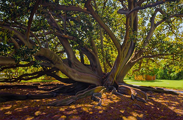 Under A Sunlit Canopy in Angas Gardens