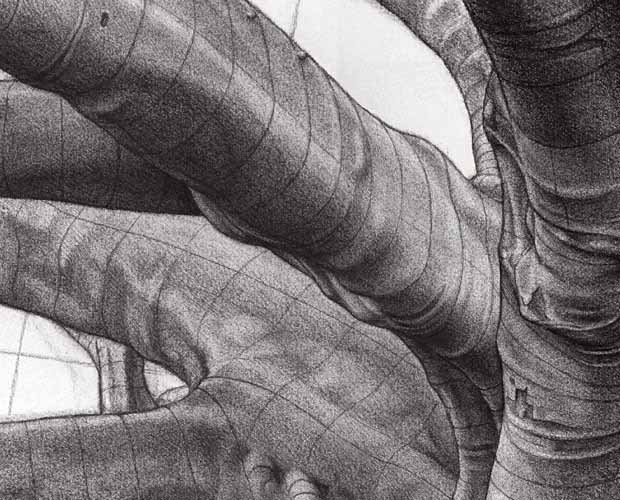 Inner Strength - Moreton Bay Fig Tree, Angas Gardens - Detail 2