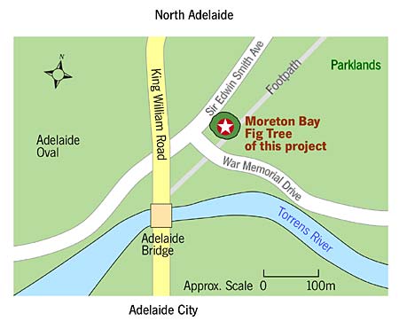 Location of the subject tree
