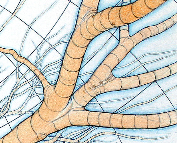 Under the Spread - A New Version of My Major Drawing - Detail 3