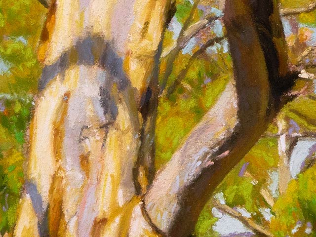 Small Tree in Ferguson Conservation Park - Detail 2