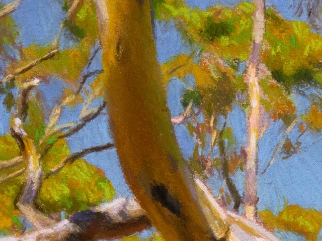 Small Tree in Ferguson Conservation Park - Detail 4