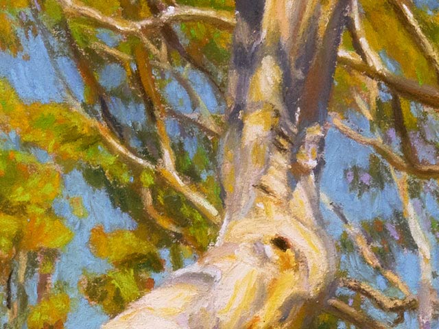 Small Tree in Ferguson Conservation Park - Detail 5