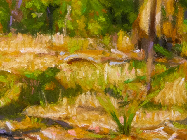 Small Tree in Ferguson Conservation Park - Detail 6