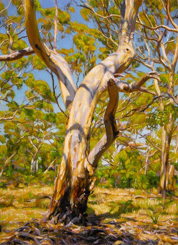 Small Tree in Ferguson Conservation Park