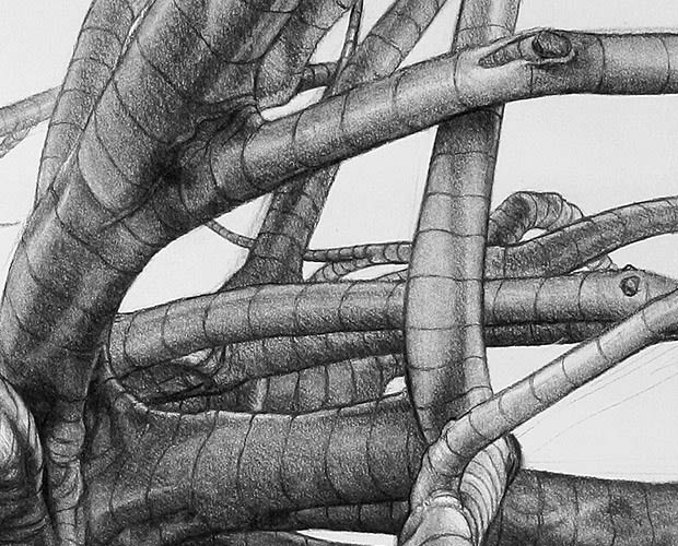 Study with Boughs and Buttress Roots Coming Forward - Detail 2