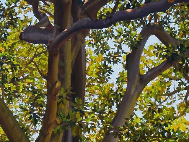 Under A Sunlit Canopy in Angas Gardens - Detail 4