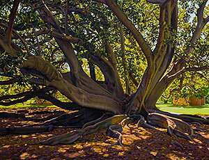 Under A Sunlit Canopy in Angas Gardens