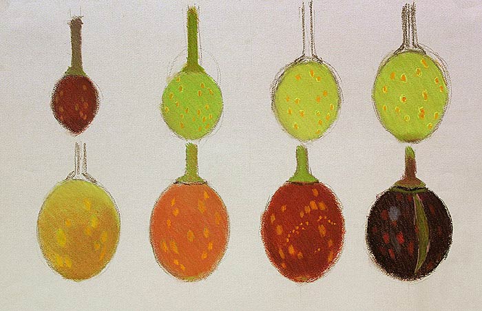 Colour Studies of Fruit at Different Stages