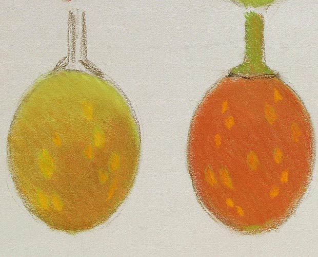 Colour Studies of Fruit at Different Stages - Detail 2