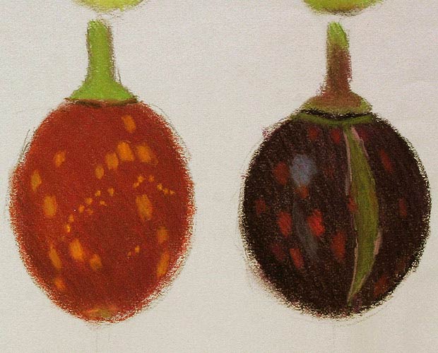 Colour Studies of Fruit at Different Stages - Detail 3