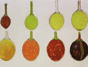 Colour Studies of Fruit at Different Stages