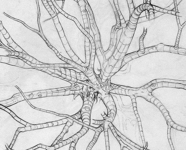 A Map of the Main Lower Boughs (showing the layer underneath) - Detail of the drawing with the layers underneath covered with paper