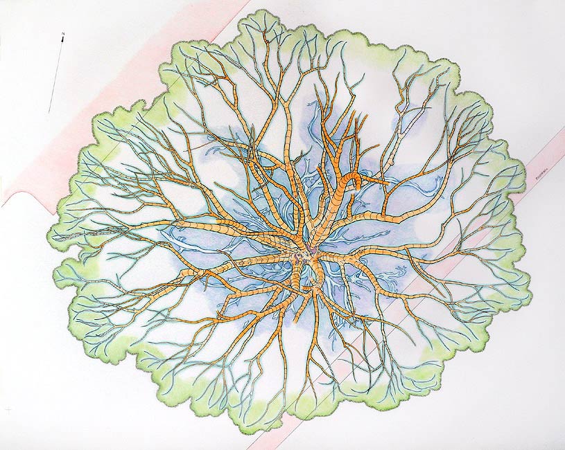 A Map of the Main Lower Boughs (Tracing)