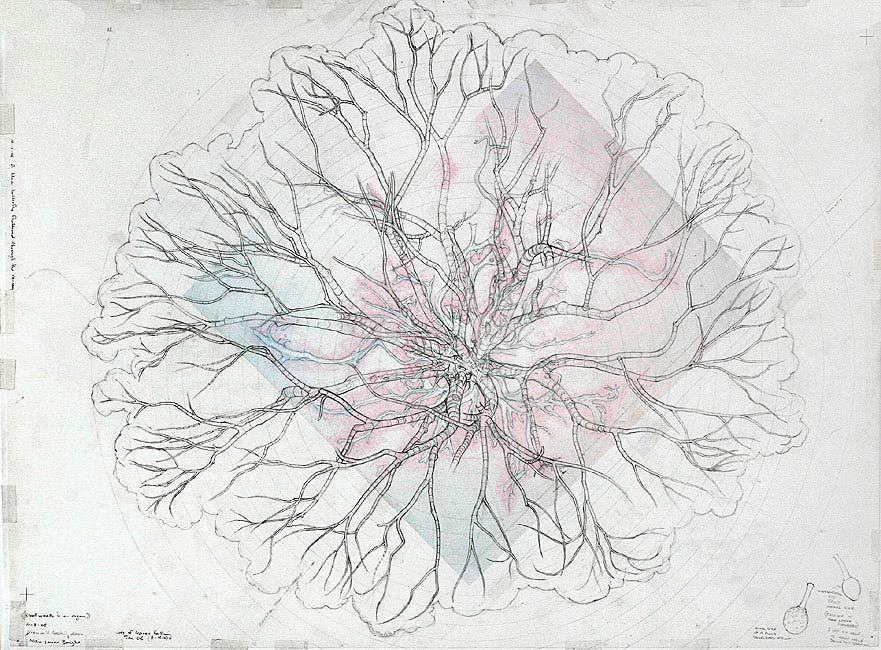 A Map of the Main Lower Boughs (showing the layer underneath)