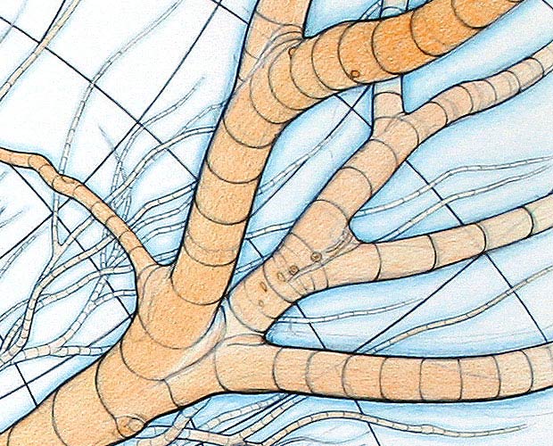 Under the Spread - A New Version of My Major Drawing from 20 Years Ago - Detail 3