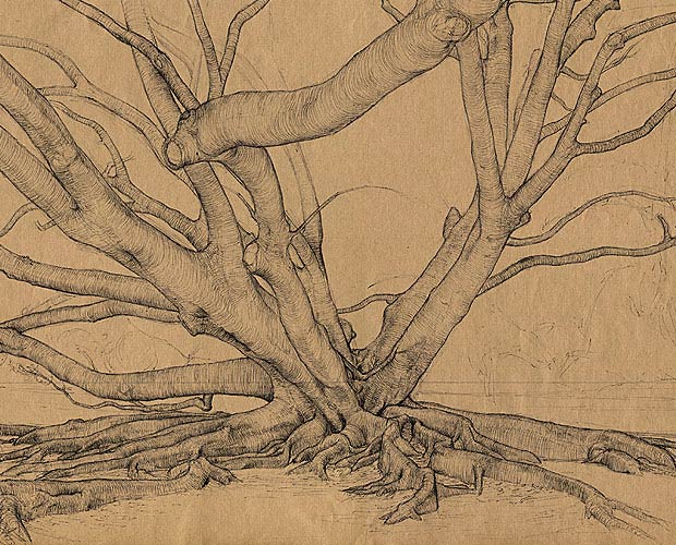 Moreton Bay Fig Tree, with Bough Passing Overhead - Detail 1