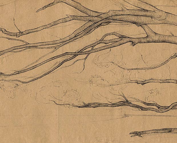 Moreton Bay Fig Tree, with Bough Passing Overhead - Detail 2