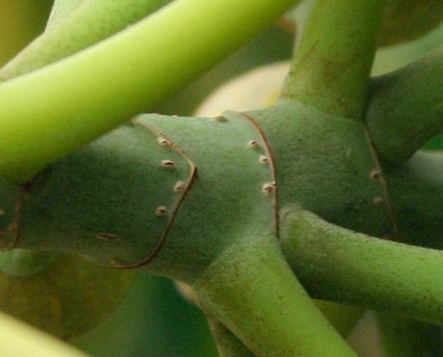 Typical Branch End - Detail of Photograph