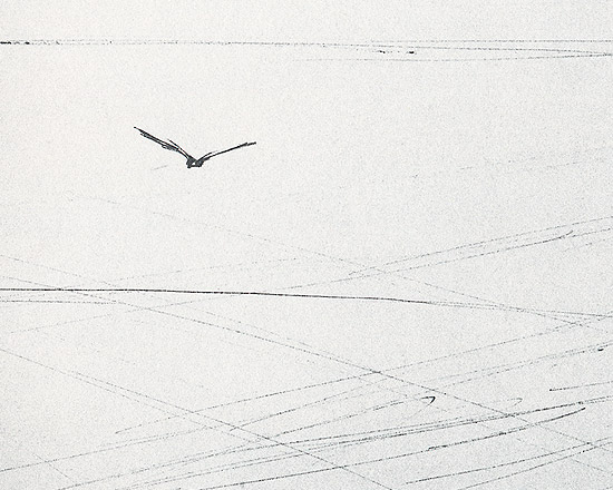Pigeons Flying - Detail 2