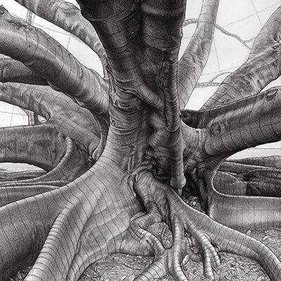 From "Inner Strength - Moreton Bay Fig Tree, Adelaide Parklands"