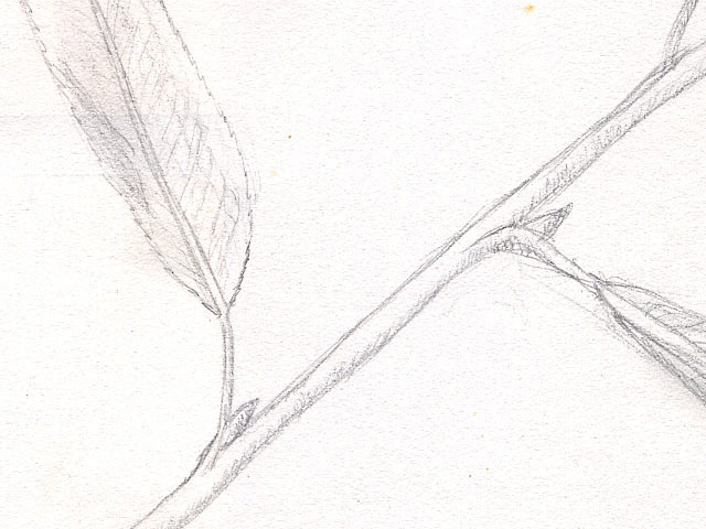 Leaves - Detail 1