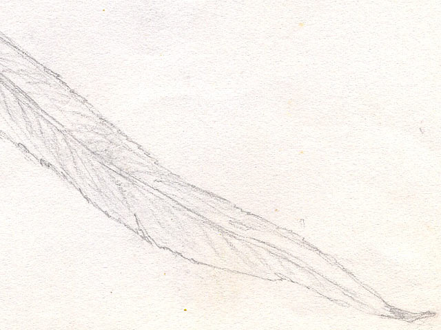 Leaves - Detail 2