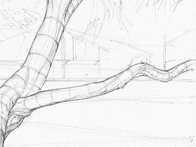 Paperbark Tree with Elegant Branching - Detail 3