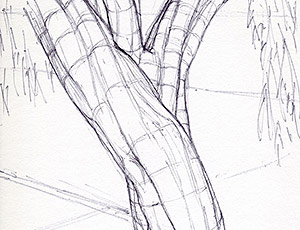 Weeping Myrtle 7
