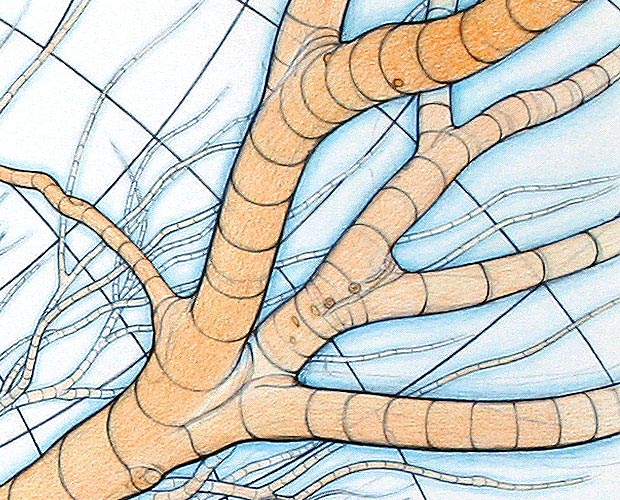 Under the Spread - A New Version of My Major Drawing from 20 Years Ago - Detail 3