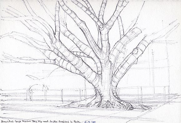 Moreton Bay Fig Growing just in Front of Perth Hospital