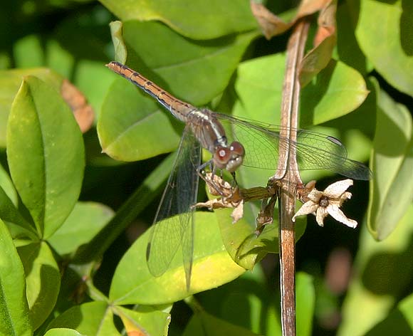 A dragonfly in our garden